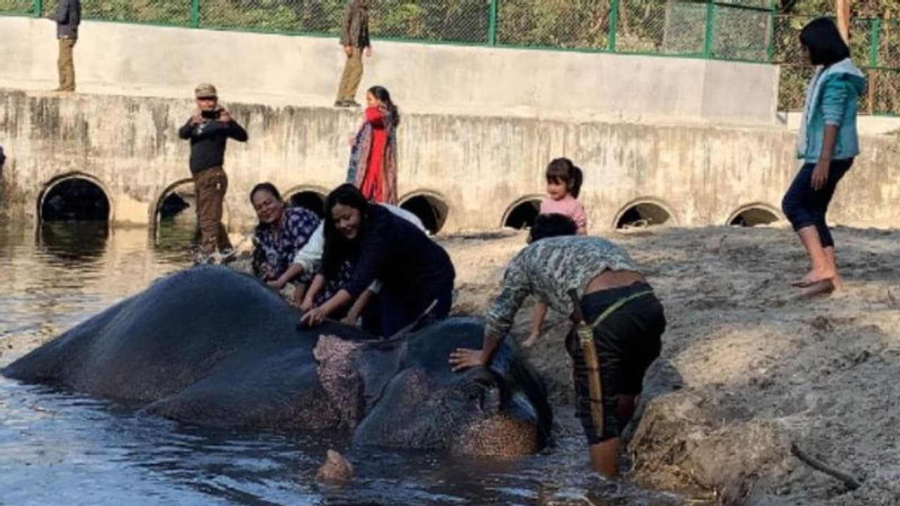 পর্যটক টানতে নতুন উদ্য়োগ,হাতিকে স্নান করানোর সুযোগ সাফারি পার্কে পর্যটক টানতে নতুন উদ্য়োগ,হাতিকে স্নান করানোর সুযোগ সাফারি পার্কে