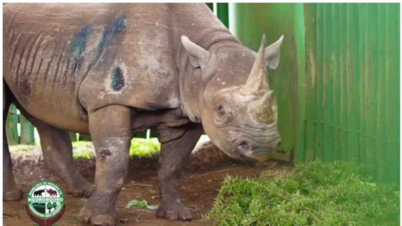 ലോകത്തിലെ ഏറ്റവും പ്രായം കൂടിയ കറുത്ത കാണ്ടാമൃഗം 'ഫോസ്റ്റ' ചത്തു ലോകത്തിലെ ഏറ്റവും പ്രായം കൂടിയ കറുത്ത കാണ്ടാമൃഗം 'ഫോസ്റ്റ' ചത്തു