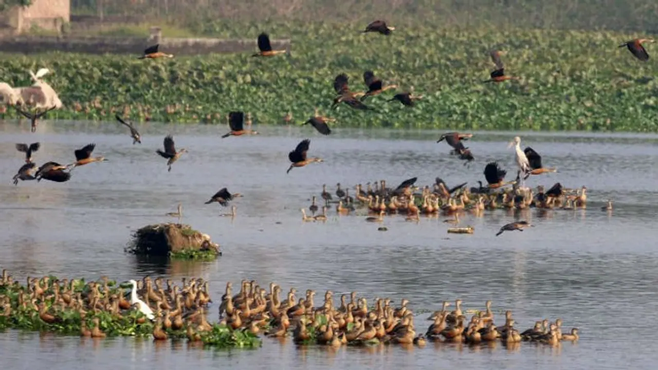 ಯಾದಗಿರಿ: ಬೋನಾಳ ಕೆರೆಯಲ್ಲಿ ಪಕ್ಷಿಗಳಿಗಾಗಿ 10 ಕೃತಕ ದ್ವೀಪ ನಿರ್ಮಾಣ ಯಾದಗಿರಿ: ಬೋನಾಳ ಕೆರೆಯಲ್ಲಿ ಪಕ್ಷಿಗಳಿಗಾಗಿ 10 ಕೃತಕ ದ್ವೀಪ ನಿರ್ಮಾಣ