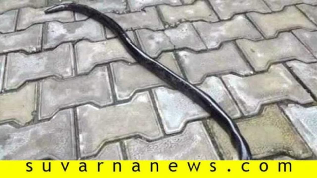 ಅಪ್ರಾಪ್ತ ಮಕ್ಕಳ ಬಳಿ 1.25 ಕೋಟಿ ಮೊತ್ತದ ಎರಡು ತಲೆ ಹಾವು! ಅಪ್ರಾಪ್ತ ಮಕ್ಕಳ ಬಳಿ 1.25 ಕೋಟಿ ಮೊತ್ತದ ಎರಡು ತಲೆ ಹಾವು!