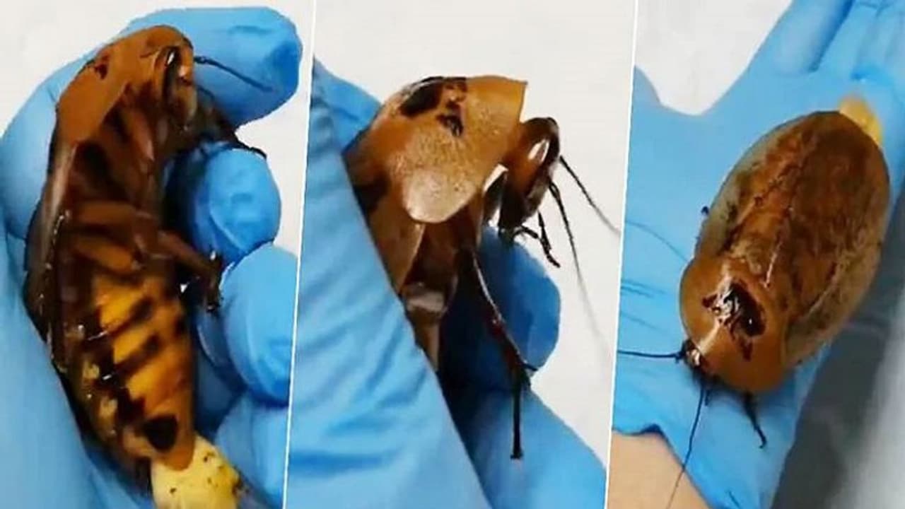 जब प्रेग्नेंट कॉक्रोच की हुई सीजेरियन डिलिवरी, ऐसे बचाई डॉक्टरों ने जान जब प्रेग्नेंट कॉक्रोच की हुई सीजेरियन डिलिवरी, ऐसे बचाई डॉक्टरों ने जान