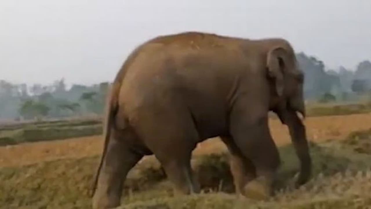 നാട്ടിലിറങ്ങി പരിഭ്രാന്തി പരത്തി കാട്ടാന; കാട്ടിലേക്ക് മടക്കാന് ശ്രമിക്കവെ വനപാലകനെ കുത്തിക്കൊന്നു നാട്ടിലിറങ്ങി പരിഭ്രാന്തി പരത്തി കാട്ടാന; കാട്ടിലേക്ക് മടക്കാന് ശ്രമിക്കവെ വനപാലകനെ കുത്തിക്കൊന്നു