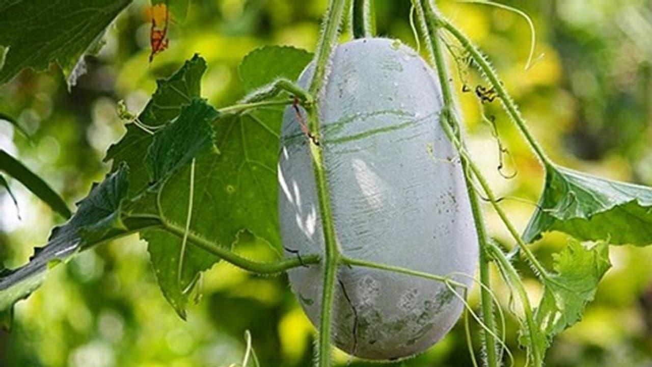 കുമ്പളം കൃഷി ചെയ്യാന് കാലമായോ? ശ്രദ്ധിക്കേണ്ടത് ഇക്കാര്യങ്ങള് കുമ്പളം കൃഷി ചെയ്യാന് കാലമായോ? ശ്രദ്ധിക്കേണ്ടത് ഇക്കാര്യങ്ങള്