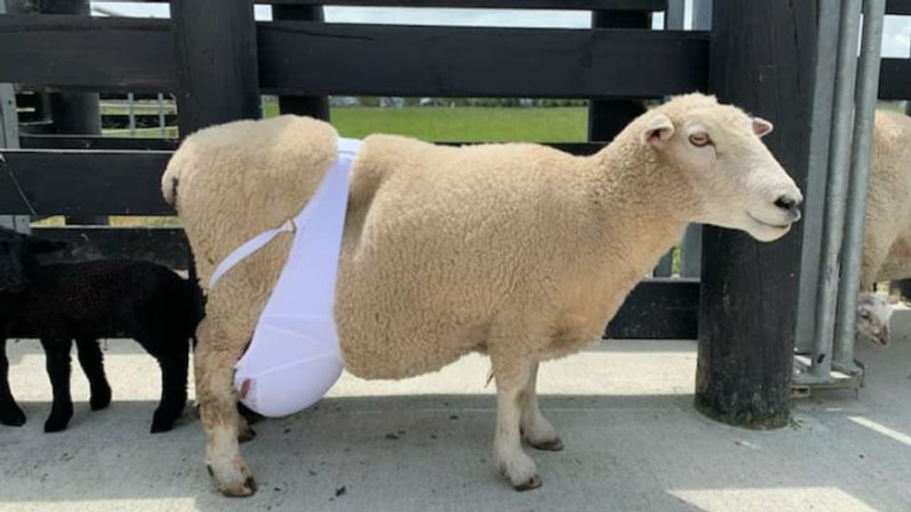 ബ്രാ ധരിച്ച ചെമ്മരിയാട്; ശ്രദ്ധേയമായ ഫോട്ടോയ്ക്ക് പിന്നിലെ രഹസ്യം... ബ്രാ ധരിച്ച ചെമ്മരിയാട്; ശ്രദ്ധേയമായ ഫോട്ടോയ്ക്ക് പിന്നിലെ രഹസ്യം...