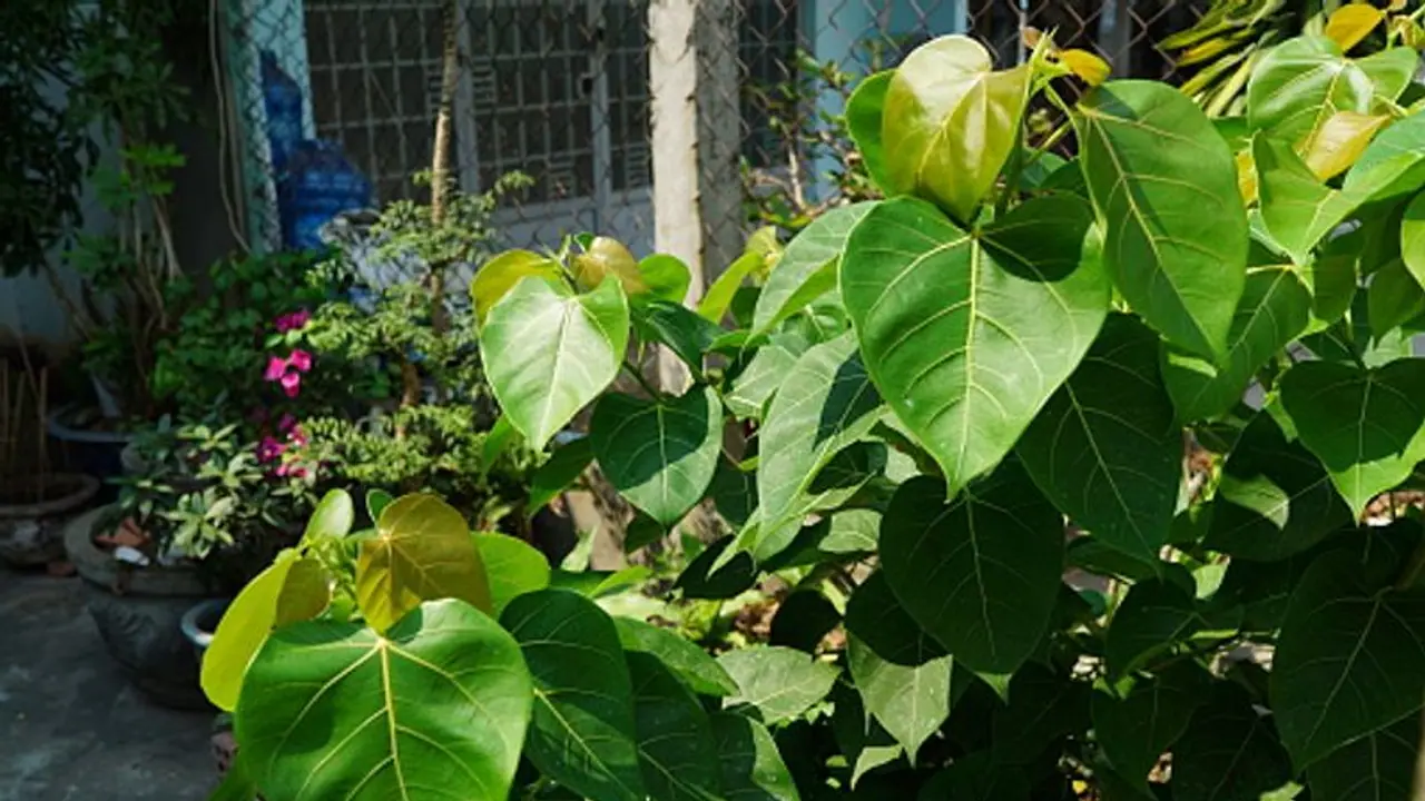 যে কোনও নেশা দূর হবে জ্যোতিষ টোটকার গুণে, মেনে চলুন অশ্বত্থ পাতার টোটকা