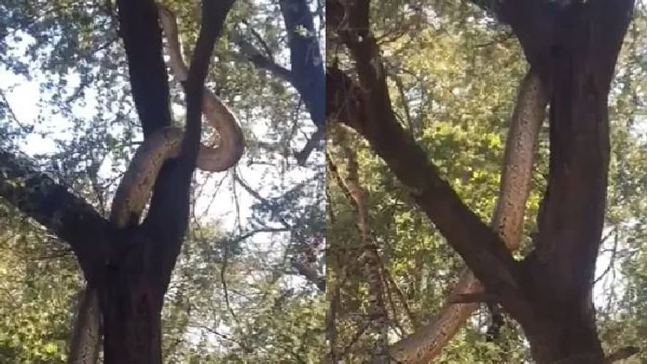 മരത്തിന് മുകളിൽ ഇഴഞ്ഞുകയറുന്ന കൂറ്റൻ പാമ്പ്; വീഡിയോ വൈറൽ മരത്തിന് മുകളിൽ ഇഴഞ്ഞുകയറുന്ന കൂറ്റൻ പാമ്പ്; വീഡിയോ വൈറൽ