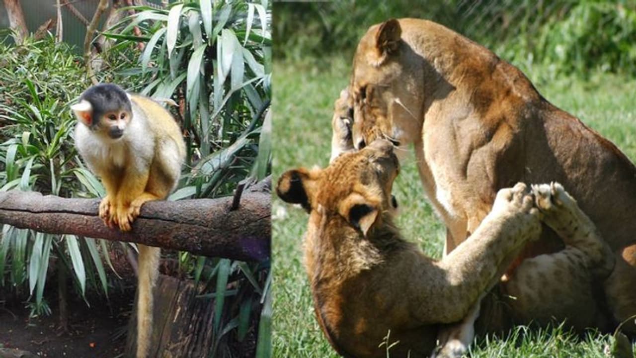 ഡൈനിങ് റൂമില് കുരങ്ങ്, വരാന്തയില് കടുവ, ഈ വീട് നിറയെ മൃഗങ്ങള്; കാരണം വിചിത്രം ഡൈനിങ് റൂമില് കുരങ്ങ്, വരാന്തയില് കടുവ, ഈ വീട് നിറയെ മൃഗങ്ങള്; കാരണം വിചിത്രം