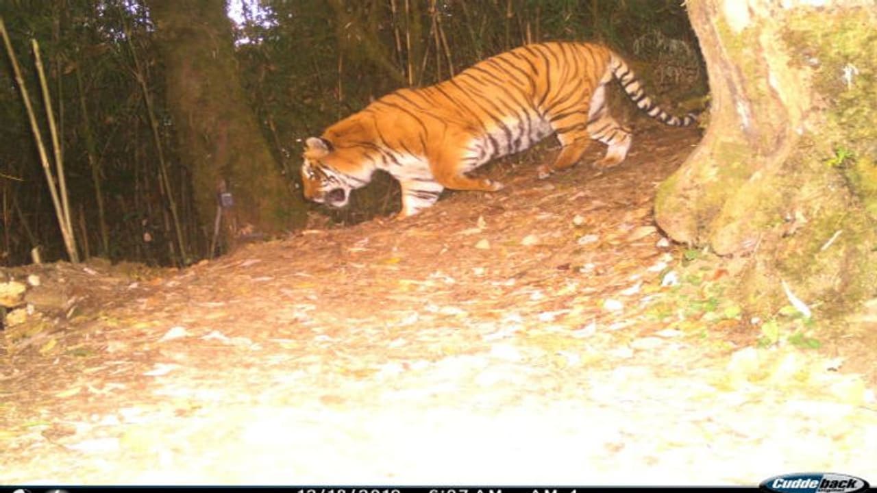 পর পর তিন বছর, নেওড়াভ্যালি তে ফের দেখা মিলল রয়্যাল বেঙ্গল এর পর পর তিন বছর, নেওড়াভ্যালি তে ফের দেখা মিলল রয়্যাল বেঙ্গল এর