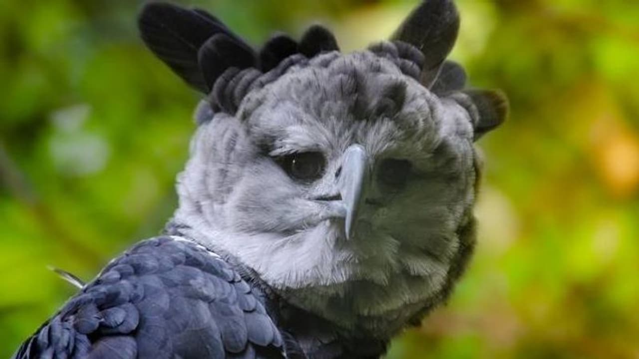 ജീവിതകാലം മുഴുവൻ ഒറ്റ ഇണ മാത്രമുള്ള, ഒരു രക്ഷിതാവിന്റെ എല്ലാ ചുമതലകളും പങ്കിടുന്ന പക്ഷി; വംശനാശ ഭീഷണിയില് ഹാര്പി കഴുകന് ജീവിതകാലം മുഴുവൻ ഒറ്റ ഇണ മാത്രമുള്ള, ഒരു രക്ഷിതാവിന്റെ എല്ലാ ചുമതലകളും പങ്കിടുന്ന പക്ഷി; വംശനാശ ഭീഷണിയില് ഹാര്പി കഴുകന്