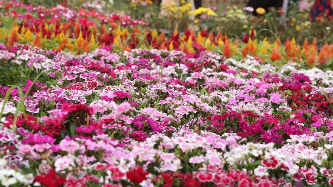 flower show at thiruvananthapuram