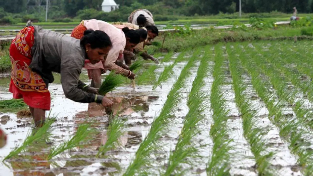 মহারাষ্ট্রে বেড়েই চলেছে কৃষকদের আত্মহত্যা, হুঁশ নেই ক্ষমতা দখলে ব্যস্ত রাজনৈতিক দলগুলির মহারাষ্ট্রে বেড়েই চলেছে কৃষকদের আত্মহত্যা, হুঁশ নেই ক্ষমতা দখলে ব্যস্ত রাজনৈতিক দলগুলির