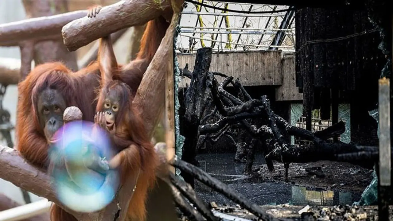 న్యూ ఇయర్ వేడుక విషాద గీతిక.. అస్థిపంజరాల చింపాంజీలు న్యూ ఇయర్ వేడుక విషాద గీతిక.. అస్థిపంజరాల చింపాంజీలు