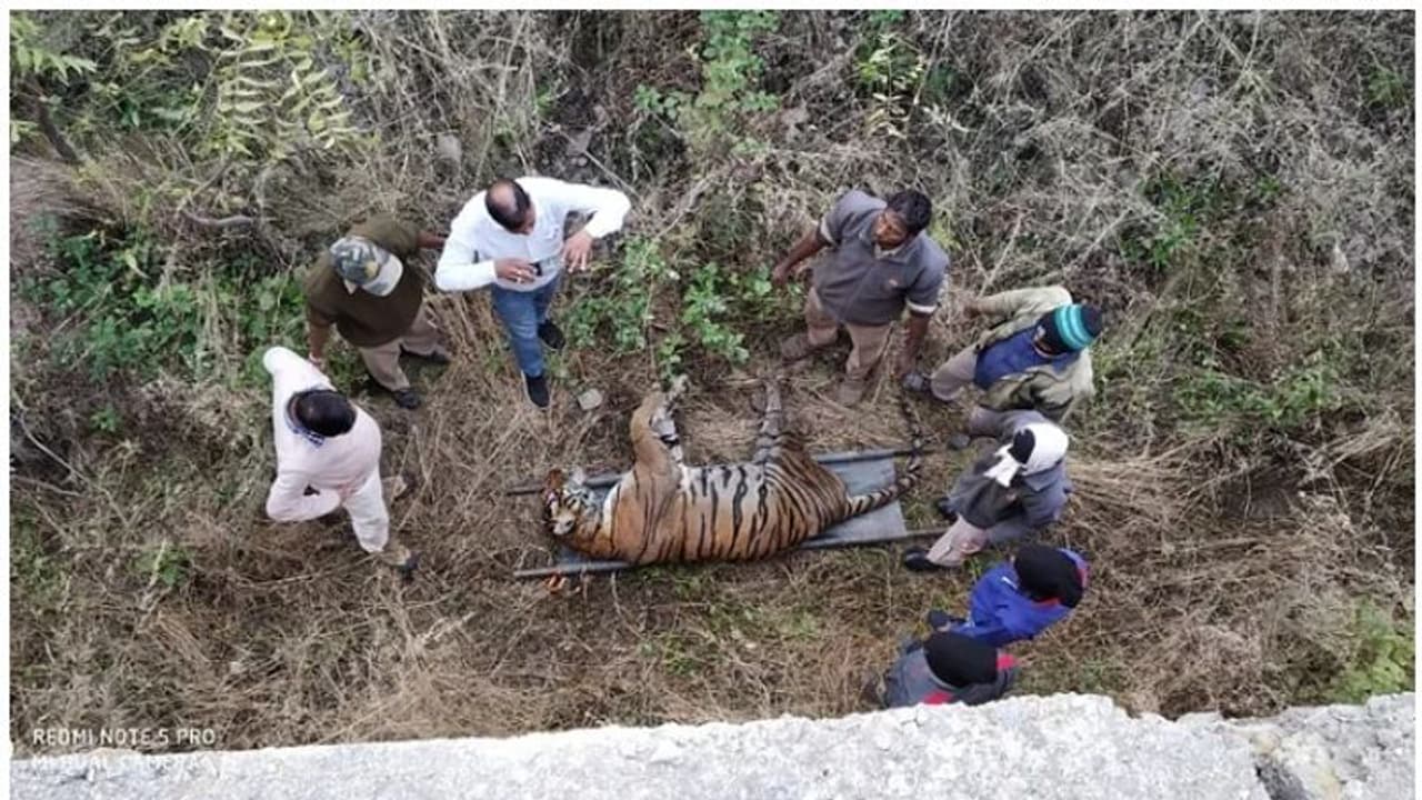 സഞ്ചാരികള് നോക്കിനില്ക്കെ പെണ്കടുവയെ ആണ്കടുവ കൊന്നു; വീഡിയോ കാണാം സഞ്ചാരികള് നോക്കിനില്ക്കെ പെണ്കടുവയെ ആണ്കടുവ കൊന്നു; വീഡിയോ കാണാം
