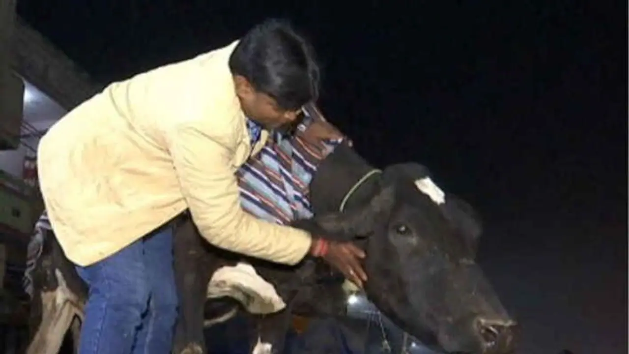 आवारा पशुओं के मसीहाः रात भर सड़कों पर घूम घूम कर पशुओं को पहनाते हैं गर्म कपड़ें आवारा पशुओं के मसीहाः रात भर सड़कों पर घूम घूम कर पशुओं को पहनाते हैं गर्म कपड़ें