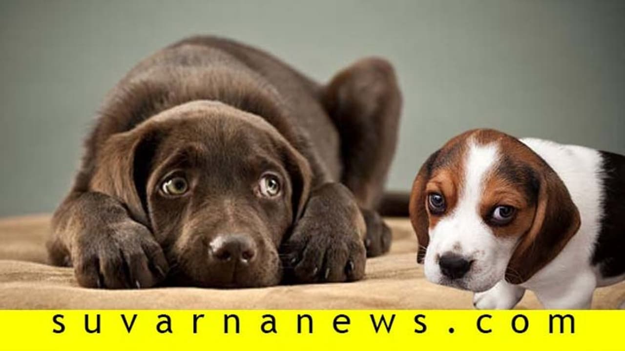 ನಾಯಿನಾ ದುರುಗುಟ್ಟಿ ನೋಡ್ತೀರಾ? ಹಾಗಿದ್ರೆ ಕಾದಿದೆ ನಿಮಗೆ ಗ್ರಹಚಾರ!