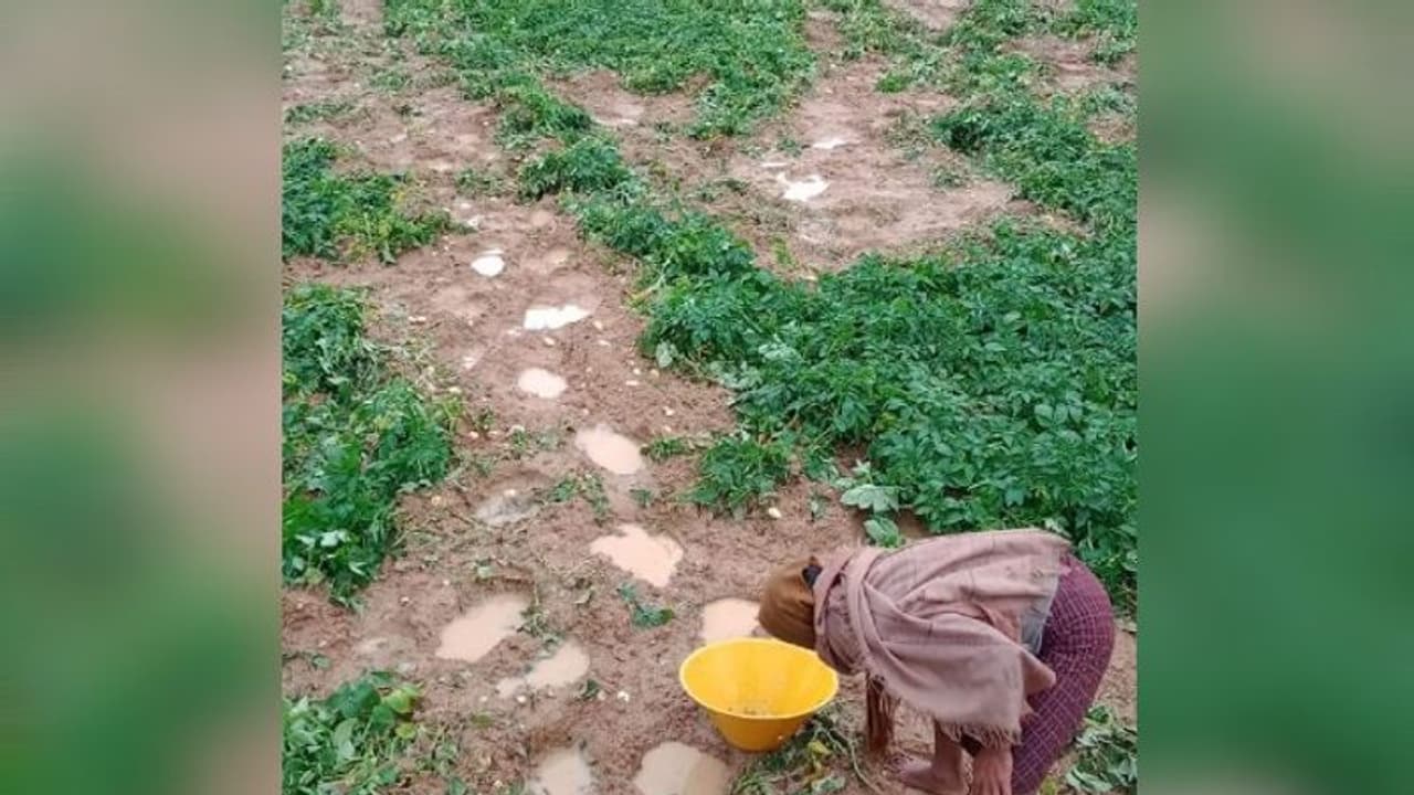 হাতিতে নষ্ট করা আলুর জমিতে জমছে বৃষ্টির জল, দুমুখো ক্ষতির আশঙ্কায় চাষীরা হাতিতে নষ্ট করা আলুর জমিতে জমছে বৃষ্টির জল, দুমুখো ক্ষতির আশঙ্কায় চাষীরা