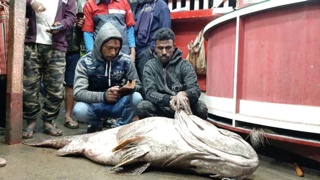 জালে ধরা পড়ল ৭০ কেজির কই ভোলা, বাজারে দাম উঠল ৫০ হাজার জালে ধরা পড়ল ৭০ কেজির কই ভোলা, বাজারে দাম উঠল ৫০ হাজার