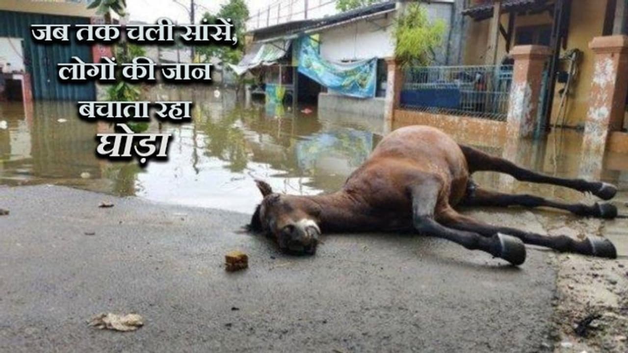 बाढ़ में फंसे लोगों को बचाता रहा घोड़ा, अचानक रुक गए कदम और थम गई सांसें बाढ़ में फंसे लोगों को बचाता रहा घोड़ा, अचानक रुक गए कदम और थम गई सांसें