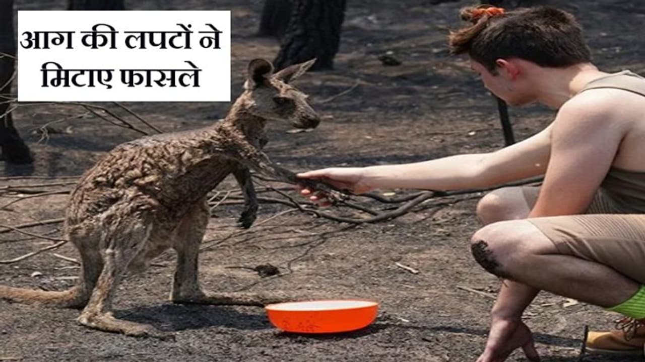 जंगल की आग में झुलस गया नन्हा कंगारू, युवक के पास लगाई मदद की गुहार जंगल की आग में झुलस गया नन्हा कंगारू, युवक के पास लगाई मदद की गुहार