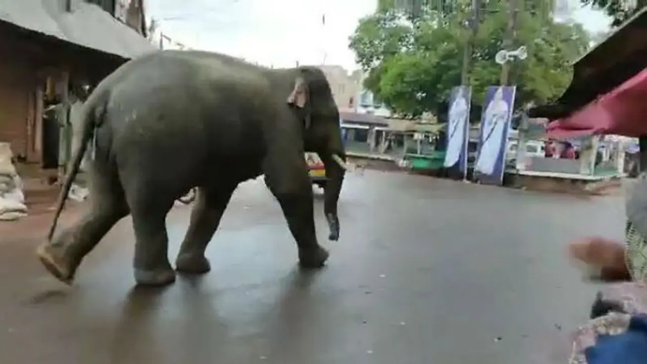 বন থেকে বেরিয়ে গ্রামে মদ্যপান হাতির, এলাকা জুড়ে হুলুস্থুল বন থেকে বেরিয়ে গ্রামে মদ্যপান হাতির, এলাকা জুড়ে হুলুস্থুল