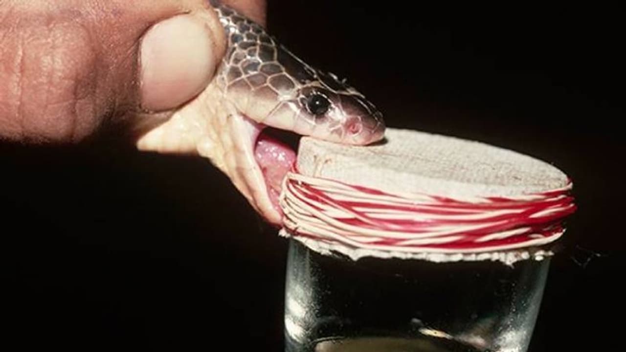 ഒന്നരക്കോടി രൂപ വില വരുന്ന പാമ്പുവിഷവുമായി മൂന്ന് പേര് പിടിയില് ഒന്നരക്കോടി രൂപ വില വരുന്ന പാമ്പുവിഷവുമായി മൂന്ന് പേര് പിടിയില്