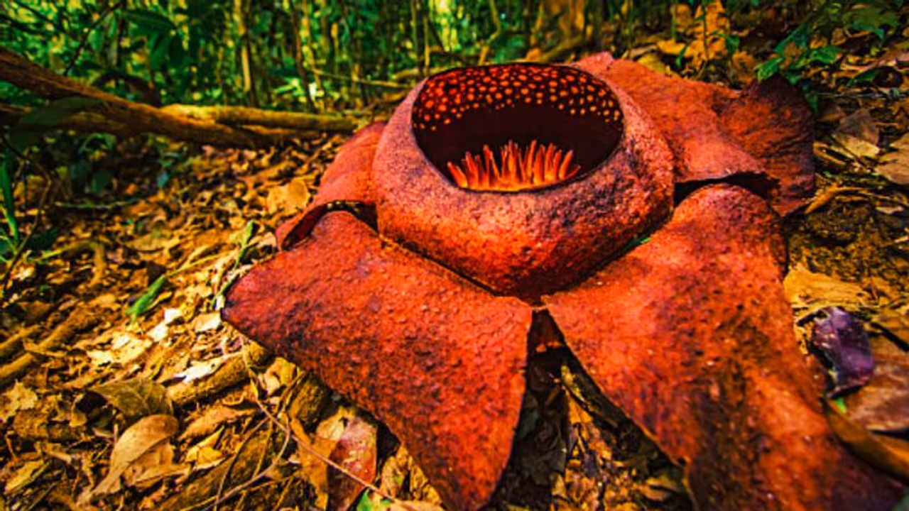 ফুটল পৃথিবীর বৃহত্তম ফুল, বের হয় পচা মৃতদেহের গন্ধ, ঠিক কত বড় জানেন ফুটল পৃথিবীর বৃহত্তম ফুল, বের হয় পচা মৃতদেহের গন্ধ, ঠিক কত বড় জানেন