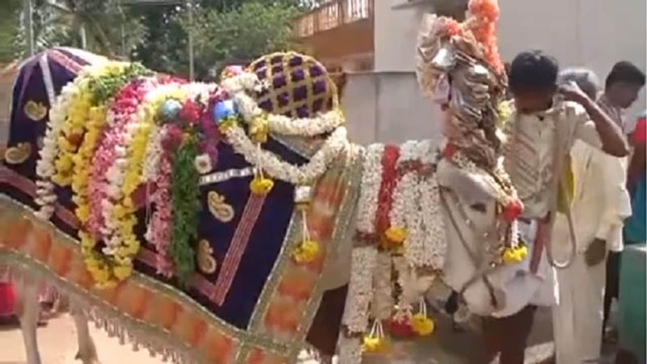 ಹೂತಿಟ್ಟಿದ್ದ ಮಾಟದ ವಸ್ತು ಪತ್ತೆಹಚ್ಚಿದ ಬಸವ..! ಪವಾಡದ ಮೇಲೊಂದು ಪವಾಡ