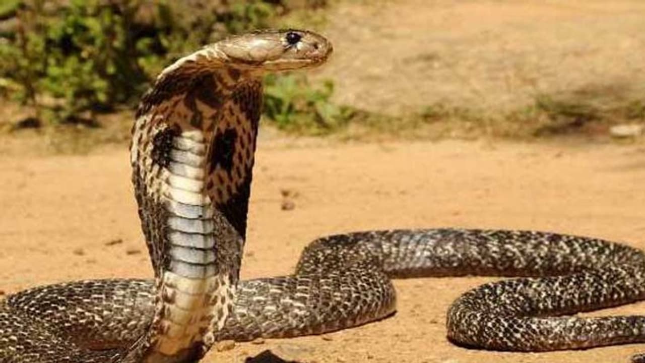 ಅಕ್ರಮ ಸಂಬಂಧಕ್ಕೆ ಅಡ್ಡಿಯಾದ ಅತ್ತೆಗೆ ಹಾವು ಕಚ್ಚಿಸಿ ಕೊಲ್ಲಿಸಿದ ಸೊಸೆ ಅಕ್ರಮ ಸಂಬಂಧಕ್ಕೆ ಅಡ್ಡಿಯಾದ ಅತ್ತೆಗೆ ಹಾವು ಕಚ್ಚಿಸಿ ಕೊಲ್ಲಿಸಿದ ಸೊಸೆ