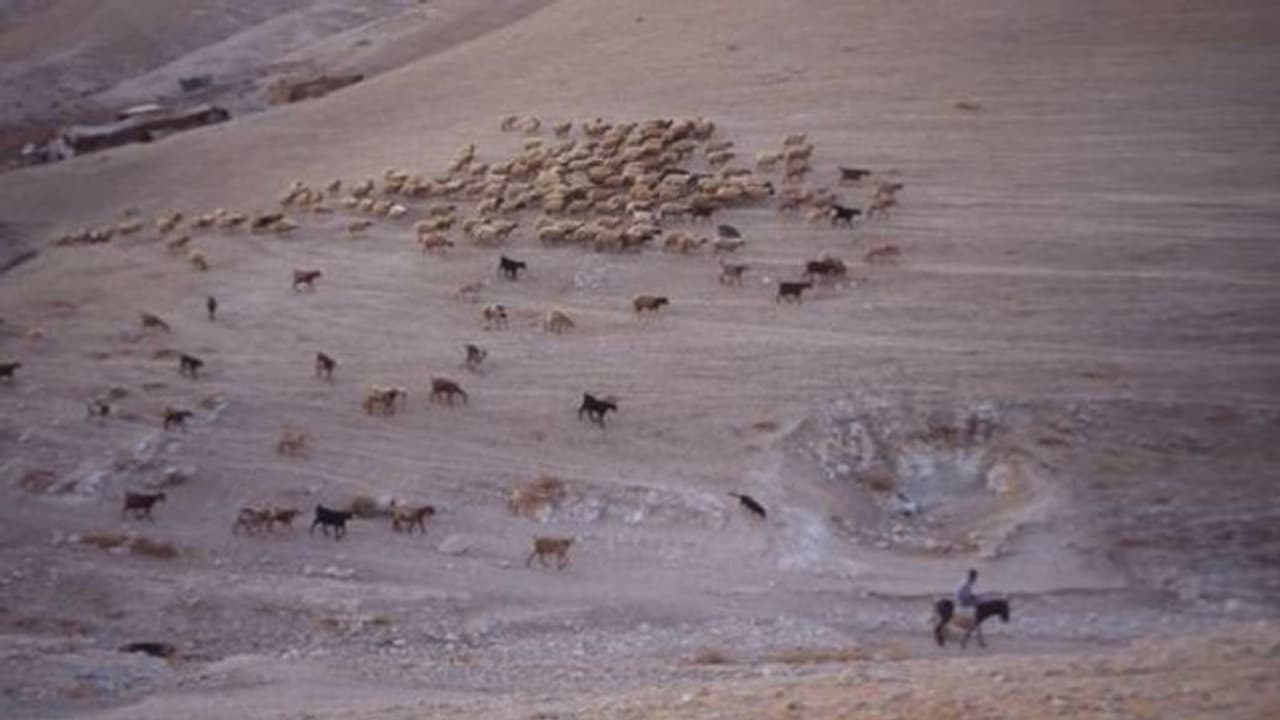 ദൈവപുത്രന്റെ മണ്ണില് ജീവിക്കാന് വഴിതേടി അലയേണ്ടിവരുന്ന ഇടയന്മാര്... ദൈവപുത്രന്റെ മണ്ണില് ജീവിക്കാന് വഴിതേടി അലയേണ്ടിവരുന്ന ഇടയന്മാര്...