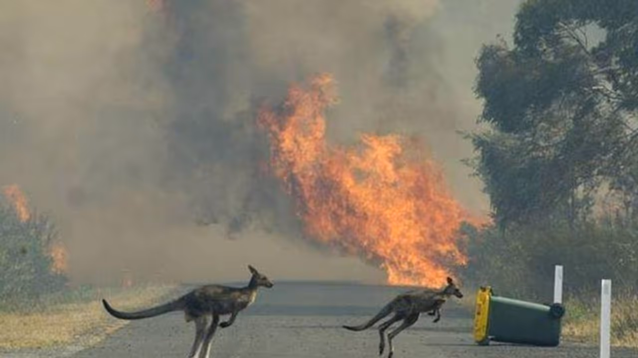 3 பில்லியன் விலங்குகள் இறந்திருக்க கூடும் என விஞ்ஞானிகள் தகவல்..!! ஆஸ்திரேலியா காட்டுத் தீ குறித்து அதிர்ச்சி.