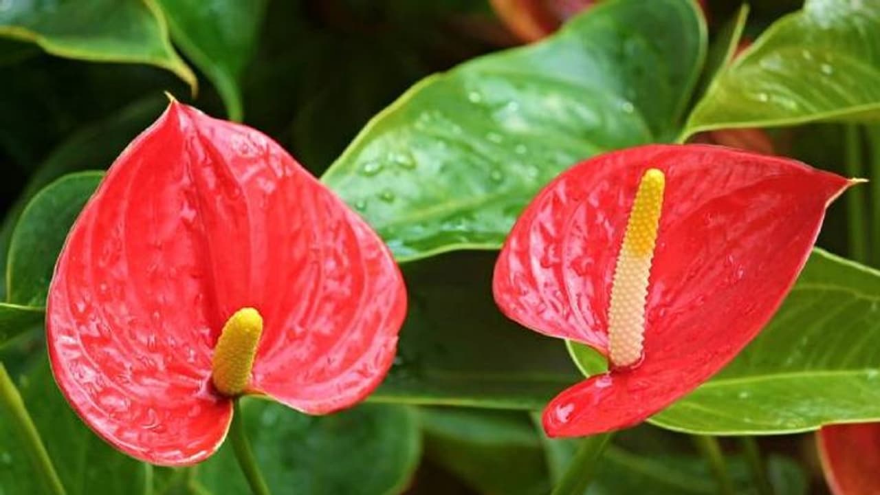 ആന്തൂറിയത്തിലെ വര്ണ വൈവിധ്യങ്ങള്; അഴകിനും വരുമാനത്തിനും ആന്തൂറിയത്തിലെ വര്ണ വൈവിധ്യങ്ങള്; അഴകിനും വരുമാനത്തിനും