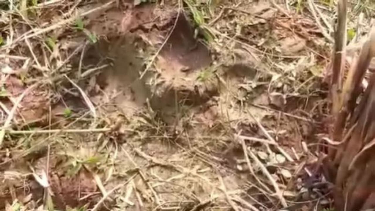 গ্রাম জুড়ে অজানা জন্তুর পায়ের ছাপ, বাঁকুড়ায় বাঘের আতঙ্ক গ্রাম জুড়ে অজানা জন্তুর পায়ের ছাপ, বাঁকুড়ায় বাঘের আতঙ্ক