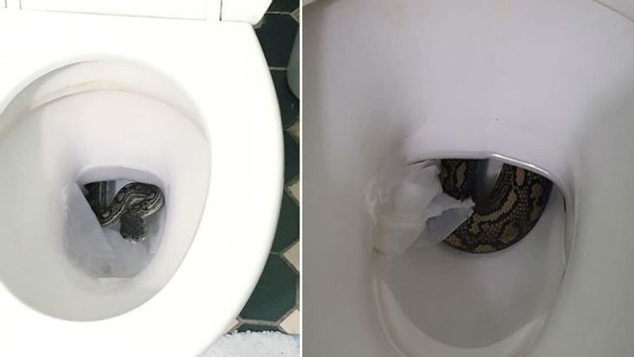 ക്ലോസറ്റിനുള്ളില്‍ പെരുമ്പാമ്പ്; എന്നിട്ടോ, എട്ടിന്റെ പണിയായി