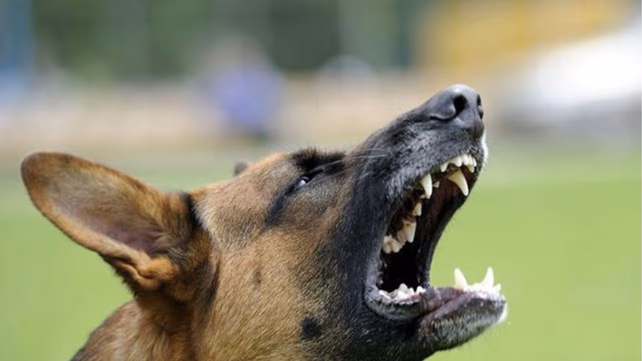 Ahmedabad: Ferocious dog attacks neighbours, pet's owner lands in jail