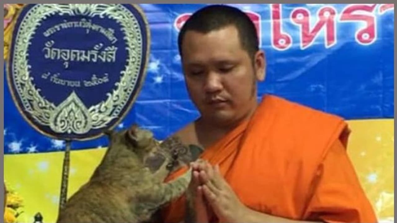 ബുദ്ധസന്യാസിയുടെ ക്ഷമ പരീക്ഷിച്ച് പൂച്ച; ആരാണ് ജയിച്ചത് പൂച്ചയോ സന്യാസിയോ വീഡിയോ