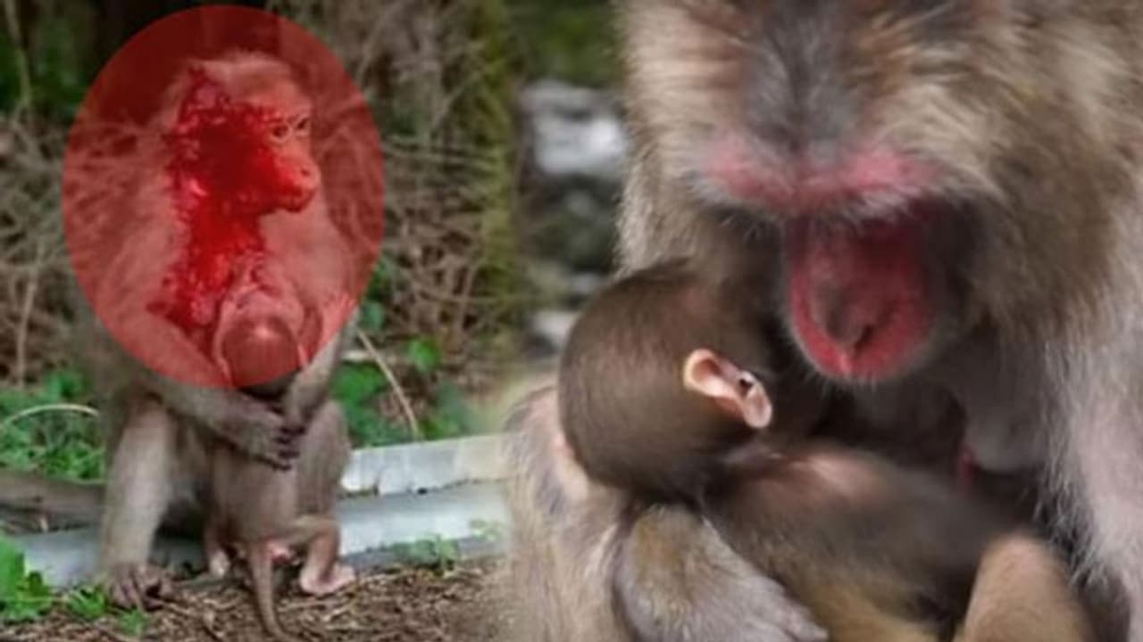 பெரும் விபத்தில் அடிப்பட்டும் ரத்தம் சொட்ட சொட்ட குட்டிக்கு பால் கொடுக்கும் குரங்கு... தாய்மார்களுக்கு பாடம் புகட்டும் விலங்கு..! பெரும் விபத்தில் அடிப்பட்டும் ரத்தம் சொட்ட சொட்ட குட்டிக்கு பால் கொடுக்கும் குரங்கு... தாய்மார்களுக்கு பாடம் புகட்டும் விலங்கு..!