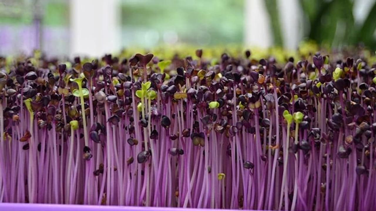 ഫ്ലാറ്റുകളില് ബാല്ക്കണിയിലും മൈക്രോഗ്രീനുകള് വളര്ത്താം, നല്ല വരുമാനം നേടാം; പോഷകഗുണത്തിലും മുന്പന്തിയില് ഫ്ലാറ്റുകളില് ബാല്ക്കണിയിലും മൈക്രോഗ്രീനുകള് വളര്ത്താം, നല്ല വരുമാനം നേടാം; പോഷകഗുണത്തിലും മുന്പന്തിയില്