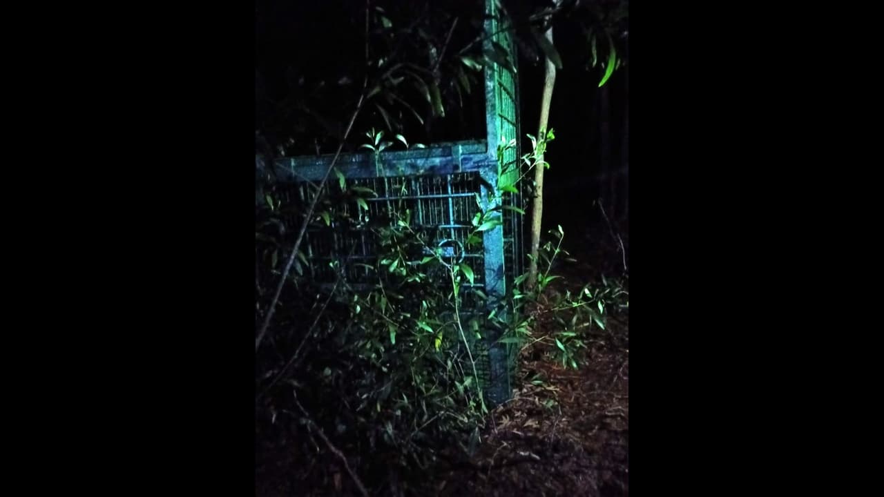 বাঘ ধরতে রাতেই পাতা হলো ফাঁদ, লাগানো হল ক্যামেরা বাঘ ধরতে রাতেই পাতা হলো ফাঁদ, লাগানো হল ক্যামেরা