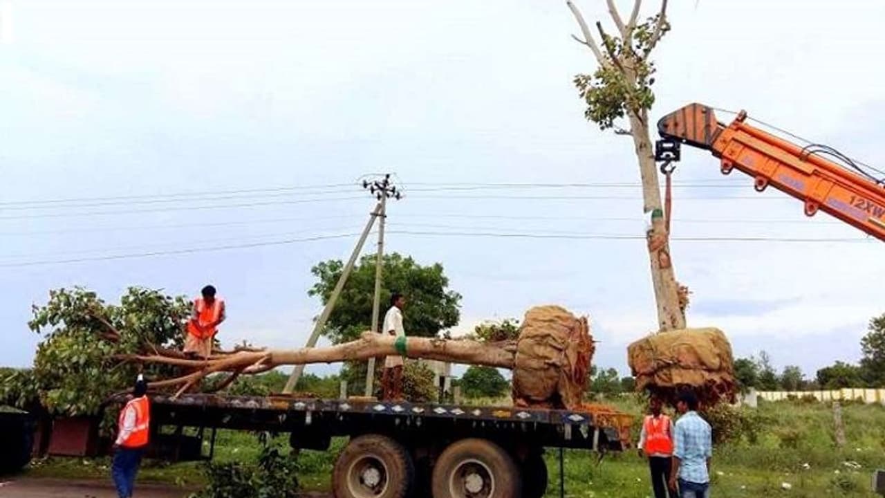 ಮಂಡ್ಯ: ಮರಗಳನ್ನು ಕಡಿಯಲ್ಲ, ಎತ್ತಿ ಬೇರೆಡೆ ಇಡ್ತಾರೆ..!