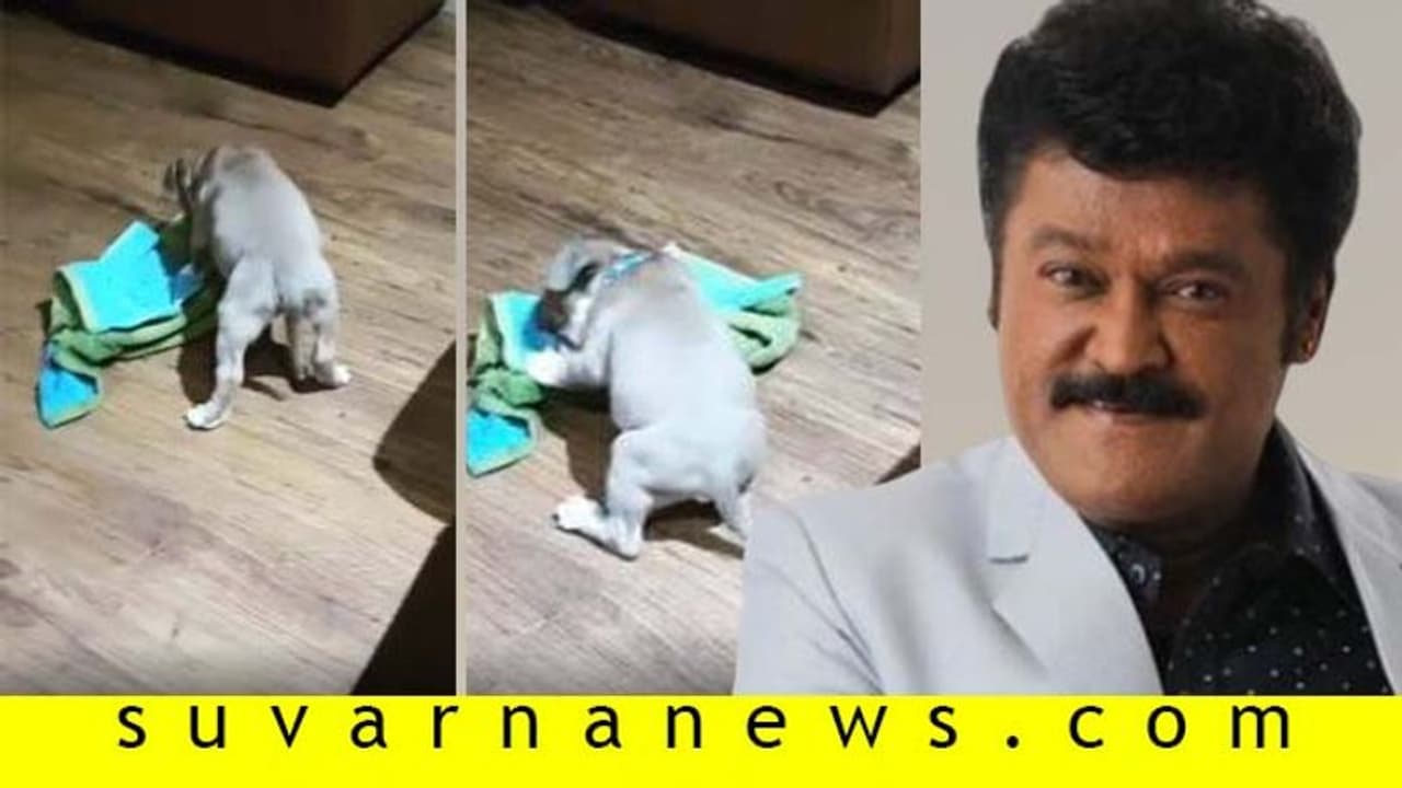 ವೈಕುಂಠ ಏಕಾದಶಿ ದಿನ ಅಮೇರಿಕನ್ ದುಬಾರಿ ನಾಯಿ ಮರಿ ಬರಮಾಡಿಕೊಂಡ ಜಗ್ಗೇಶ್! ವೈಕುಂಠ ಏಕಾದಶಿ ದಿನ ಅಮೇರಿಕನ್ ದುಬಾರಿ ನಾಯಿ ಮರಿ ಬರಮಾಡಿಕೊಂಡ ಜಗ್ಗೇಶ್!