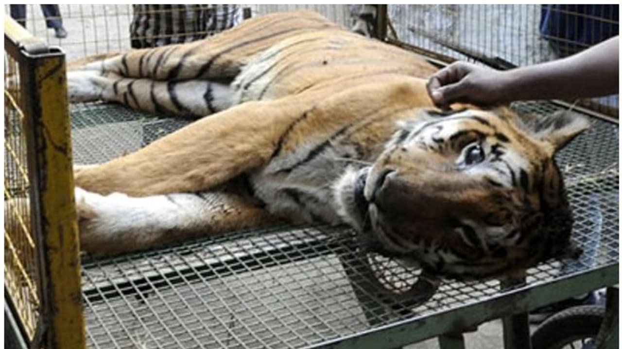 വിഷം ഉള്ളില് ചെന്ന് കടുവ ചത്ത സംഭവത്തിൽ അന്വേഷണം പ്രഖ്യാപിച്ച് ഗോവ മുഖ്യമന്ത്രി വിഷം ഉള്ളില് ചെന്ന് കടുവ ചത്ത സംഭവത്തിൽ അന്വേഷണം പ്രഖ്യാപിച്ച് ഗോവ മുഖ്യമന്ത്രി