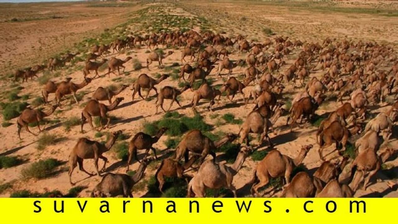 5 ದಿನದೊಳಗೆ 10 ಸಾವಿರ ಒಂಟೆ ಕೊಲ್ಲಲು ಆದೇಶ: ಕಾರಣ ಹೀಗಿದೆ! 5 ದಿನದೊಳಗೆ 10 ಸಾವಿರ ಒಂಟೆ ಕೊಲ್ಲಲು ಆದೇಶ: ಕಾರಣ ಹೀಗಿದೆ!