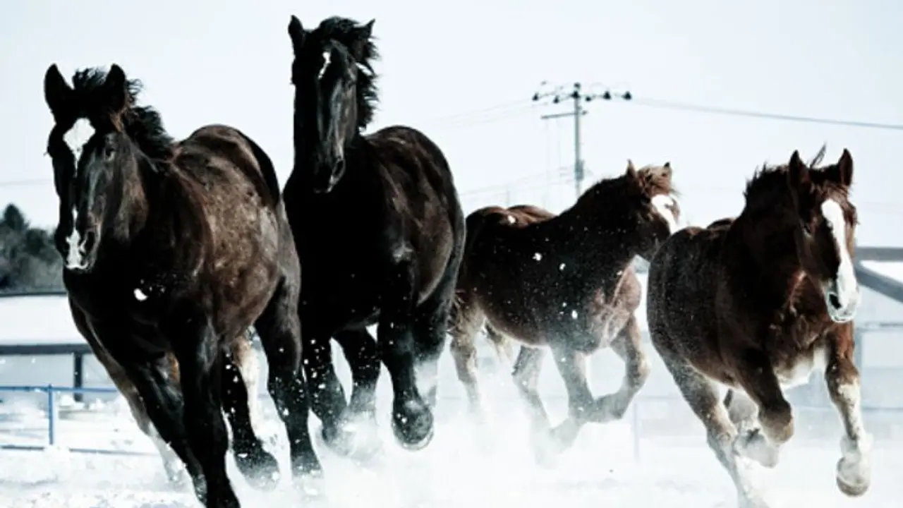 ಕೊಪ್ಪಳ: ಕುದುರೆಗಳ ಹಾವಳಿಯಿಂದ ಅನ್ನದಾತರು ಹೈರಾಣ ಕೊಪ್ಪಳ: ಕುದುರೆಗಳ ಹಾವಳಿಯಿಂದ ಅನ್ನದಾತರು ಹೈರಾಣ
