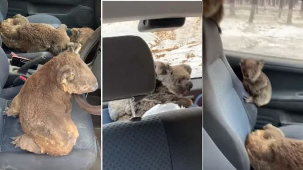 'കാട്ടുതീയില് വെന്തുമരിക്കാന് വിട്ടില്ല'; ഓസ്ട്രേലിയയില് കോലകളെ കാറില് കയറ്റി രക്ഷപ്പെടുത്തി യുവാക്കള്, വീഡിയോ 'കാട്ടുതീയില് വെന്തുമരിക്കാന് വിട്ടില്ല'; ഓസ്ട്രേലിയയില് കോലകളെ കാറില് കയറ്റി രക്ഷപ്പെടുത്തി യുവാക്കള്, വീഡിയോ