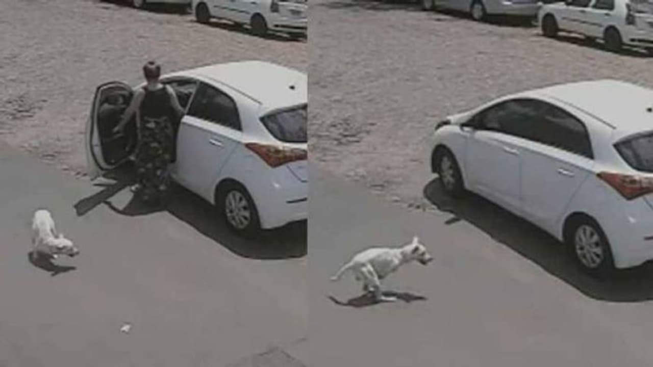 ശാരീരിക വൈകല്യമുള്ള നായയെ നടുറോഡിൽ ഉപേക്ഷിച്ച് ഉടമ; രൂക്ഷവിമർശനവുമായി സമൂഹമാധ്യമങ്ങൾ ശാരീരിക വൈകല്യമുള്ള നായയെ നടുറോഡിൽ ഉപേക്ഷിച്ച് ഉടമ; രൂക്ഷവിമർശനവുമായി സമൂഹമാധ്യമങ്ങൾ