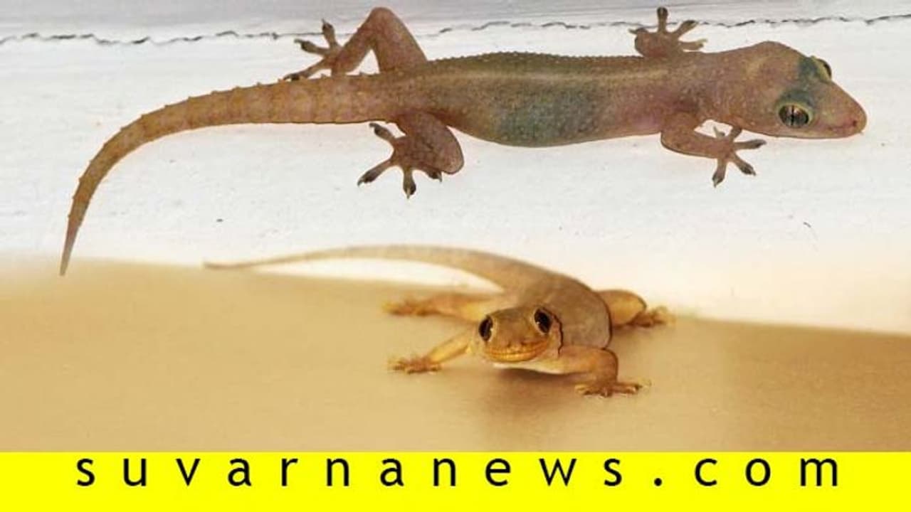 ಈ ಜೀವಿಗಳನ್ನು ಕನಸಿನಲ್ಲಿ ಕಂಡರೆ ಧನಲಾಭ..! ಈ ಜೀವಿಗಳನ್ನು ಕನಸಿನಲ್ಲಿ ಕಂಡರೆ ಧನಲಾಭ..!