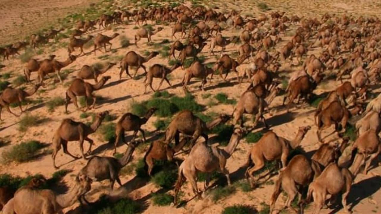 நாட்டையே வறட்சியாக்கிய 10 ஆயிரம் ஒட்டகங்கள்...!! சுட்டுக்கொல்ல முடிவு செய்த கொடூர நாடு...!! நாட்டையே வறட்சியாக்கிய 10 ஆயிரம் ஒட்டகங்கள்...!! சுட்டுக்கொல்ல முடிவு செய்த கொடூர நாடு...!!