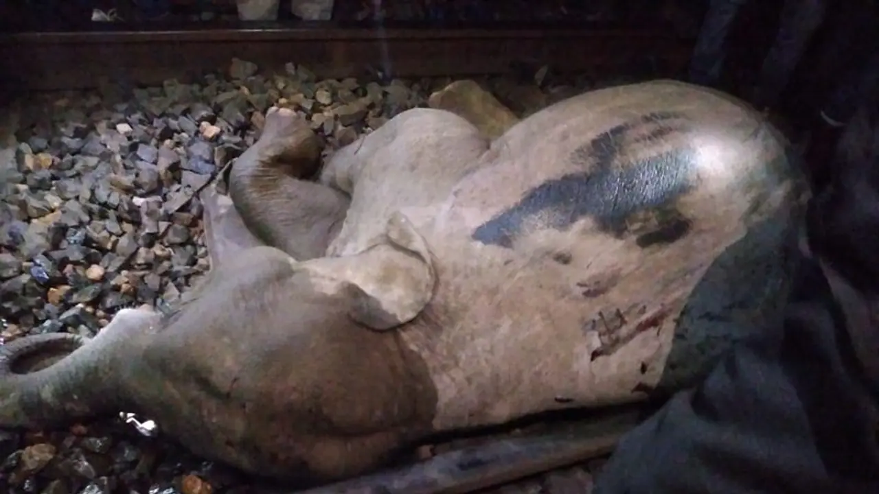 মায়ের সঙ্গে দ্রুত পালাতে পারেনি, রেললাইন পার হওয়ার সময় ট্রেনের ধাক্কায় মৃত্যু হস্তি শাবকের মায়ের সঙ্গে দ্রুত পালাতে পারেনি, রেললাইন পার হওয়ার সময় ট্রেনের ধাক্কায় মৃত্যু হস্তি শাবকের