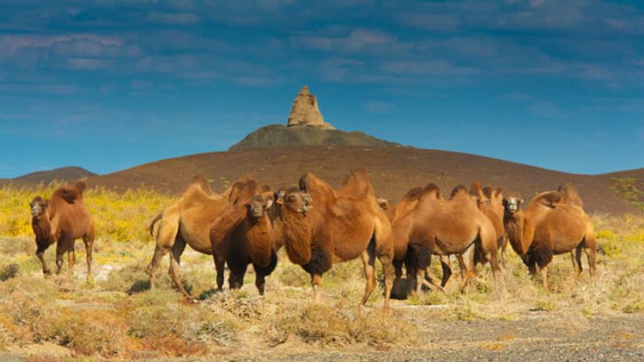 দাবানল কবলিত অস্ট্রেলিয়ায় শুরু হল নিধন যজ্ঞ, হত্যা করা হবে ১০,০০০ উটকে দাবানল কবলিত অস্ট্রেলিয়ায় শুরু হল নিধন যজ্ঞ, হত্যা করা হবে ১০,০০০ উটকে