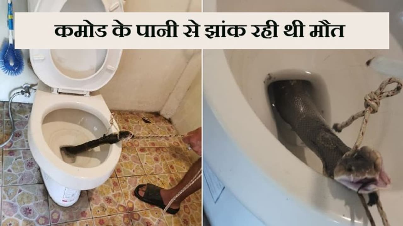 प्रेशर लगते ही टॉयलेट भागा शख्स, पेंट खोल बैठने से पहले हुआ खौफनाक खुलासा प्रेशर लगते ही टॉयलेट भागा शख्स, पेंट खोल बैठने से पहले हुआ खौफनाक खुलासा